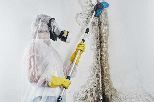 Best Mold Remediation for Specific Building Types in Falls City, OR