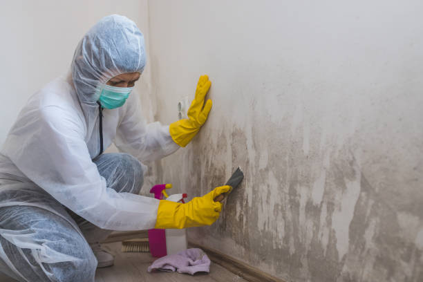 Professional Mold Remediation in Falls City, OR