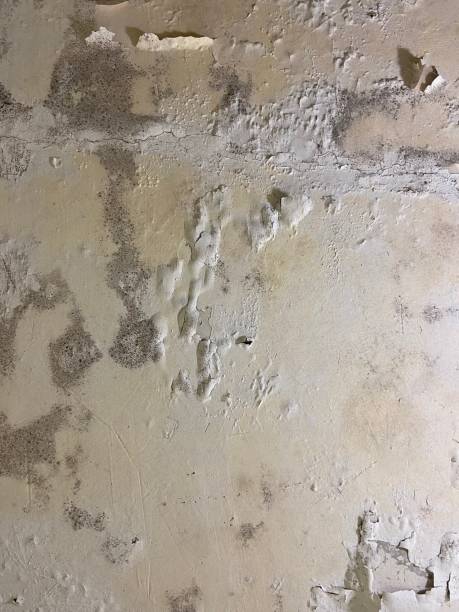 Best Crawl Space Mold Remediation in Falls City, OR
