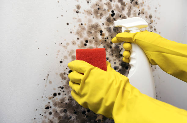 Best Bathroom Mold Remediation in Falls City, OR