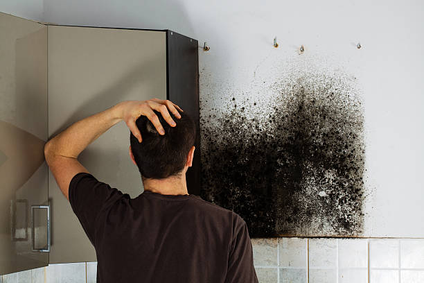 Trusted Falls City, OR Mold Remediation Experts