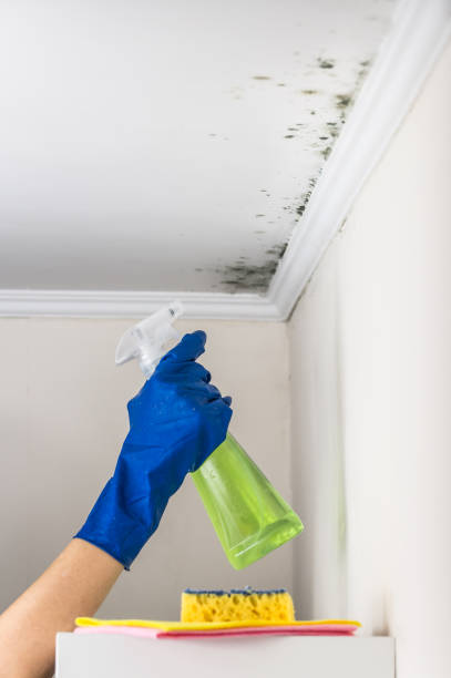 Best Localized Mold Remediation (e.g., coastal areas, humid climates) in Falls City, OR